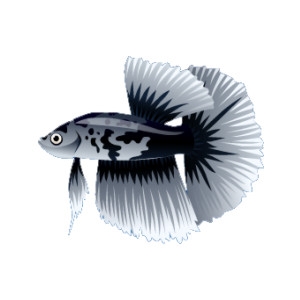 Black Marble Betta